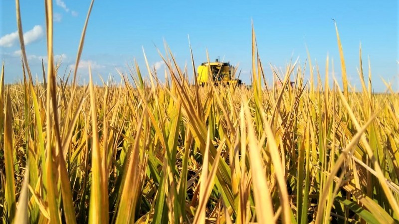 Nova Parcial Do Irga Sobre Colheita Do Arroz No Rs Irga