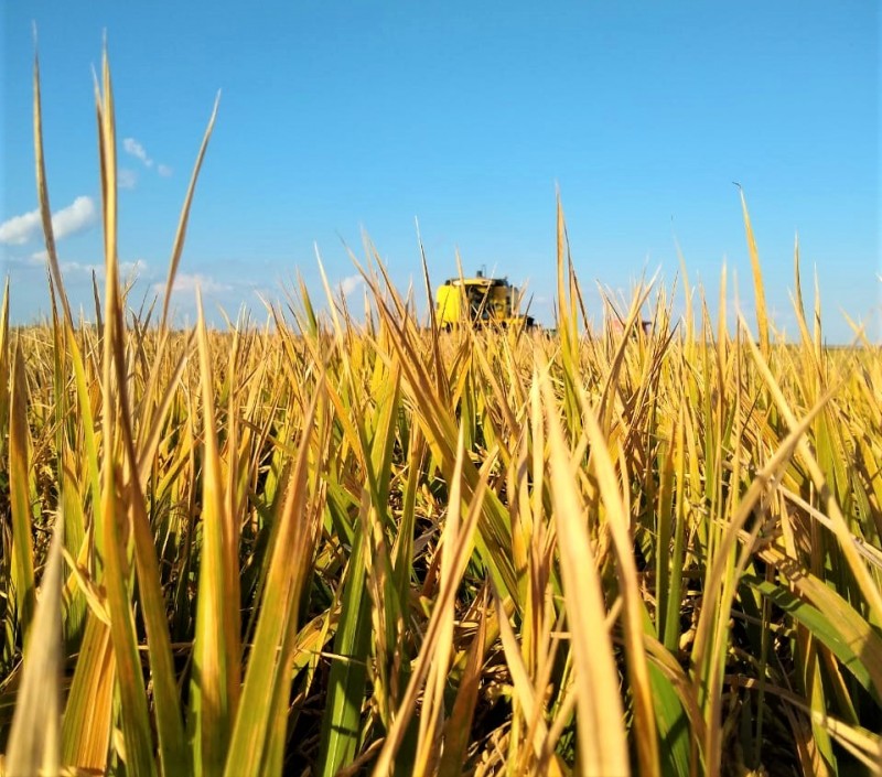 Nova Parcial Do Irga Sobre Colheita Do Arroz No Rs Irga