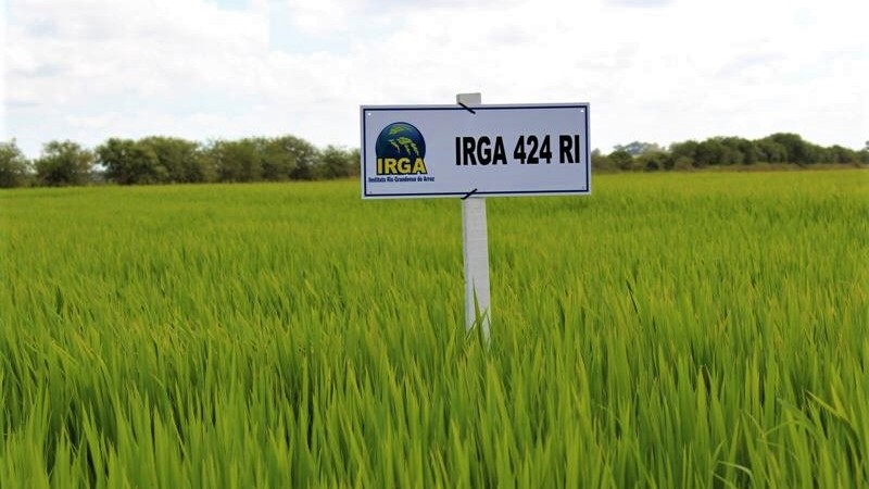 IRGA 424 RI
