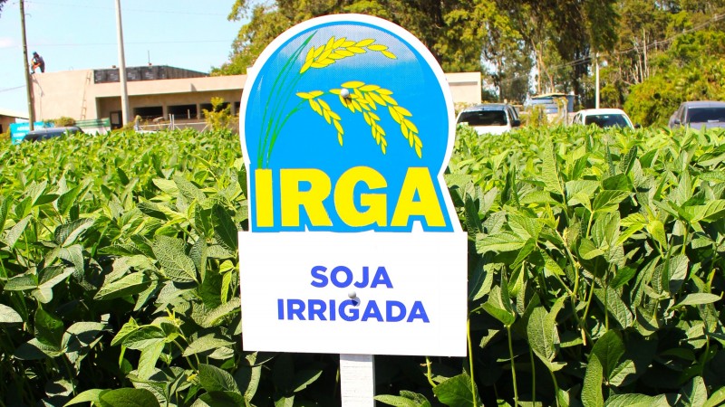 Foto Soja
