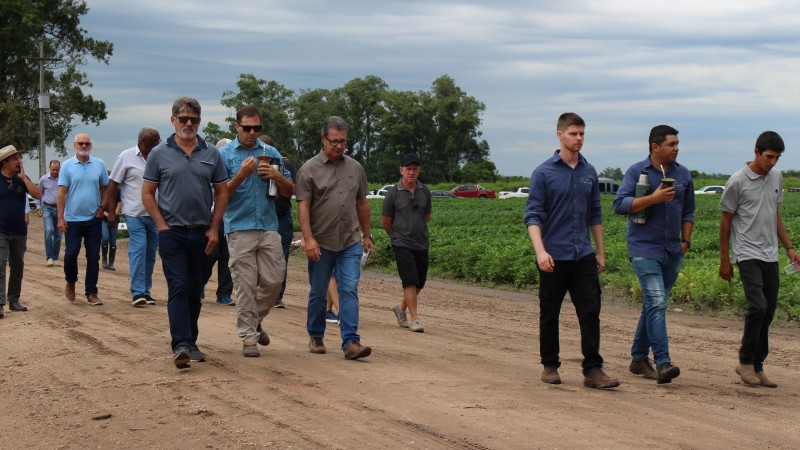 Produtores entrando em uma lavoura de arroz