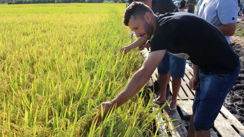 Produtor conferindo a lavoura de arroz