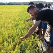 Produtor conferindo a lavoura de arroz