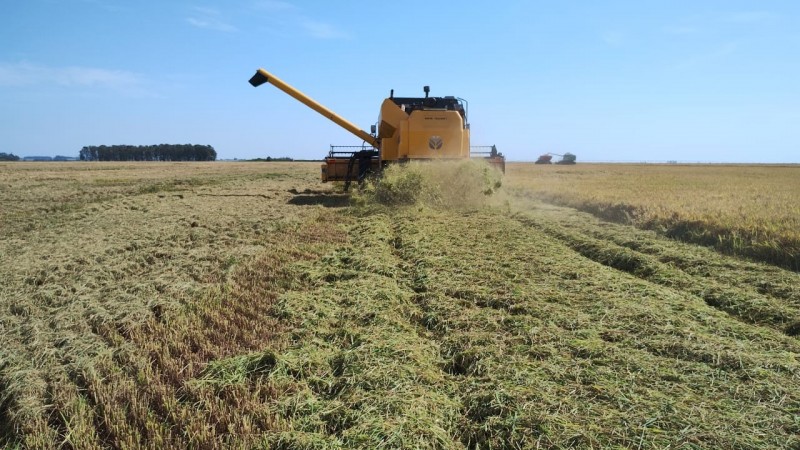 Os dados sobre a colheita do arroz são coletados e divulgados semanalmente pelo Irga