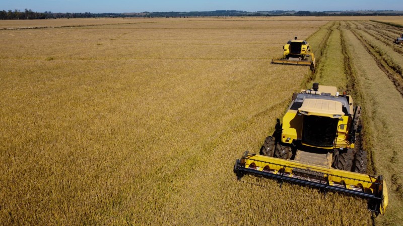 Entre as regiões produtoras, a Fronteira Oeste e a Planície Costeira Externa se destacam com os maiores percentuais de colheita