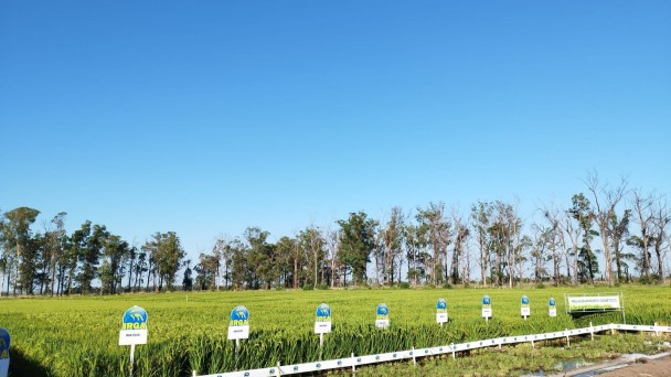 Manhã de Campo em Uruguaiana