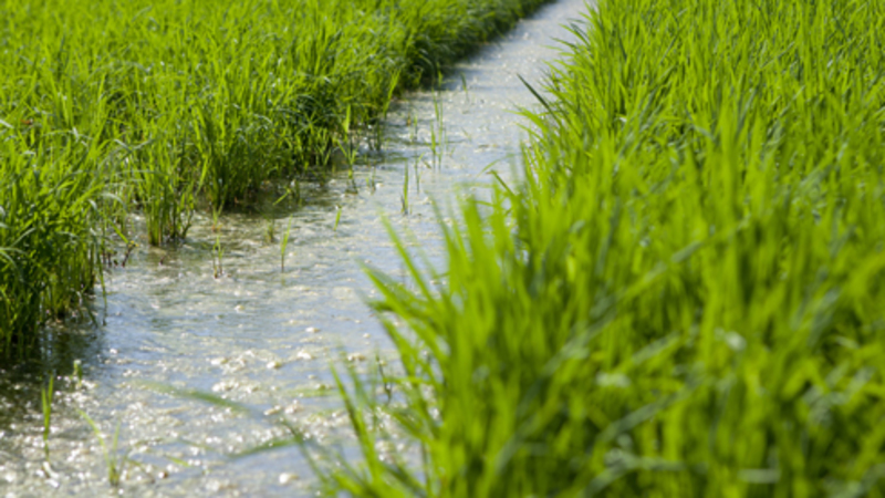 1331054771arroz.jpg